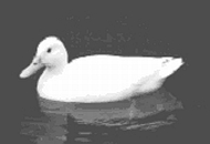 (Bild einer Ente)